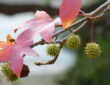 Sweetgum Tree in Your Garden
