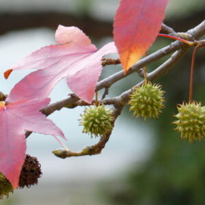 Sweetgum Tree in Your Garden