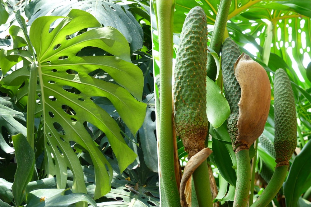 Swiss Cheese Plant Grows Fruit GBSORU
