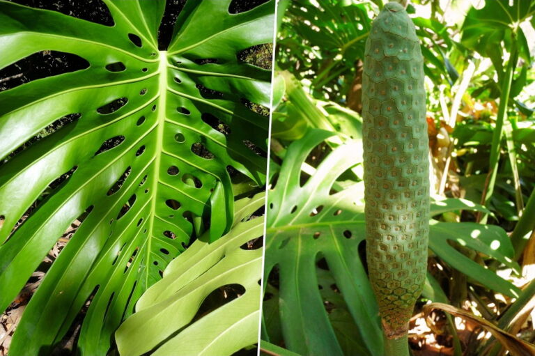 Swiss Cheese Plant’s Edible Fruit A Culinary Journey Worth Exploring