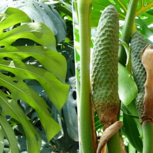 Exploring Swiss Cheese Plant's Edible Fruit