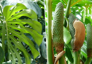 Exploring Swiss Cheese Plant's Edible Fruit