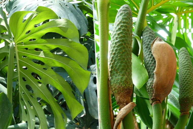 Exploring Swiss Cheese Plant's Edible Fruit