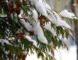 Snow-Covered Trees and Shrubs: a Dilemma