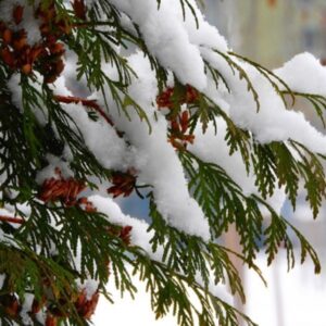 Snow-Covered Trees and Shrubs: a Dilemma