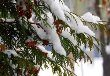Snow-Covered Trees and Shrubs: a Dilemma