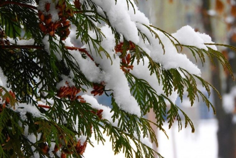 Snow-Covered Trees and Shrubs: a Dilemma