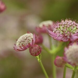 Great Masterwort in Your Garden