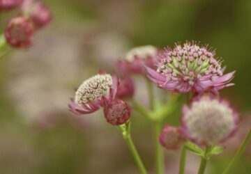 Great Masterwort in Your Garden