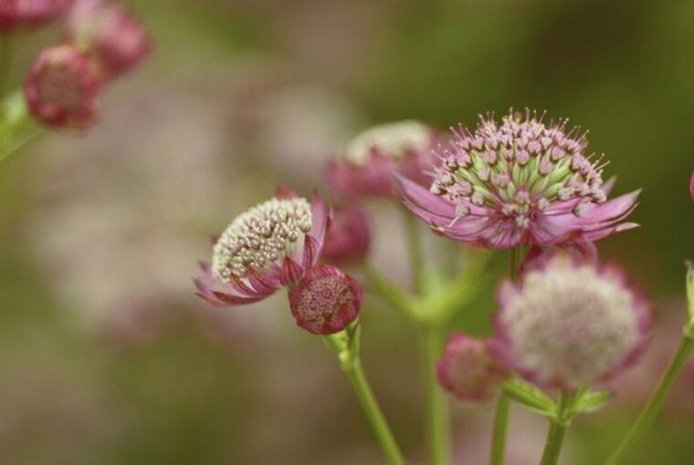 Great Masterwort in Your Garden