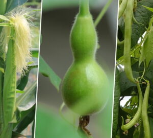 The Three Sisters in the Garden