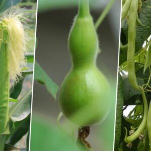 The Three Sisters in the Garden