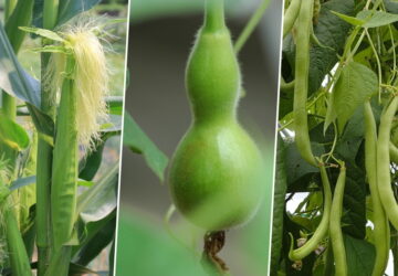 The Three Sisters in the Garden