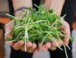 Exploring the Winter Wonders of Sprouts and Microgreens