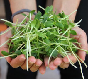 Exploring the Winter Wonders of Sprouts and Microgreens