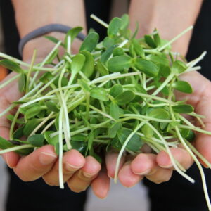 Exploring the Winter Wonders of Sprouts and Microgreens