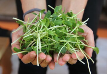 Exploring the Winter Wonders of Sprouts and Microgreens