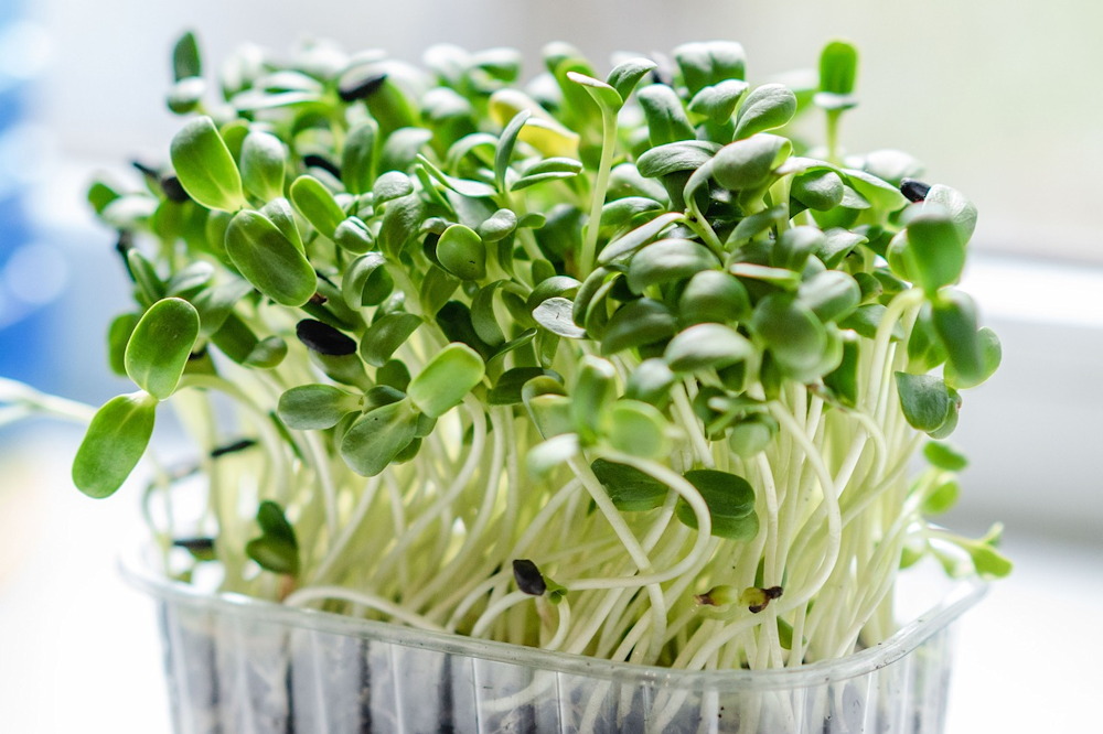 Exploring the Winter Wonders of Sprouts and Microgreens