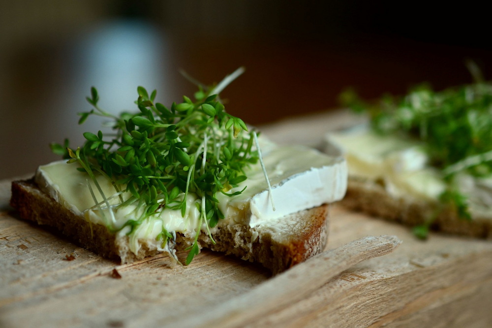 Exploring the Winter Wonders of Sprouts and Microgreens
