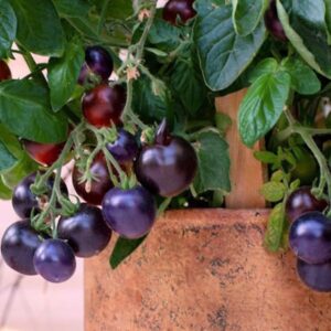 Balcony Tomato Gardening