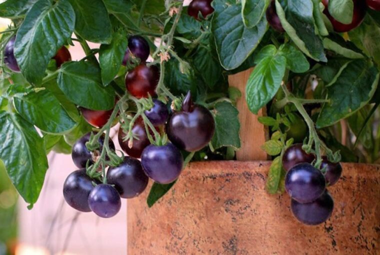 Balcony Tomato Gardening