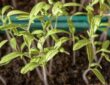 Growing Tomatoes from Seed
