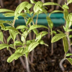 Growing Tomatoes from Seed