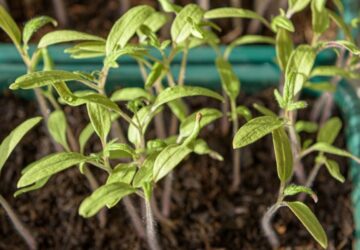Growing Tomatoes from Seed