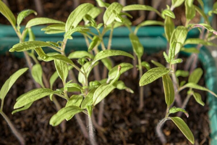 Growing Tomatoes from Seed