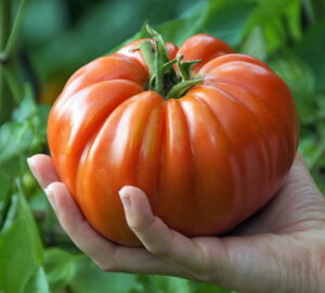 The Dunning–Kruger Effect in the Garden