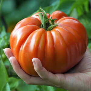 The Dunning–Kruger Effect in the Garden