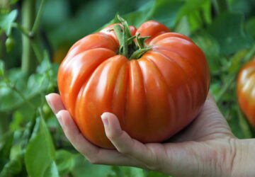 The Dunning–Kruger Effect in the Garden