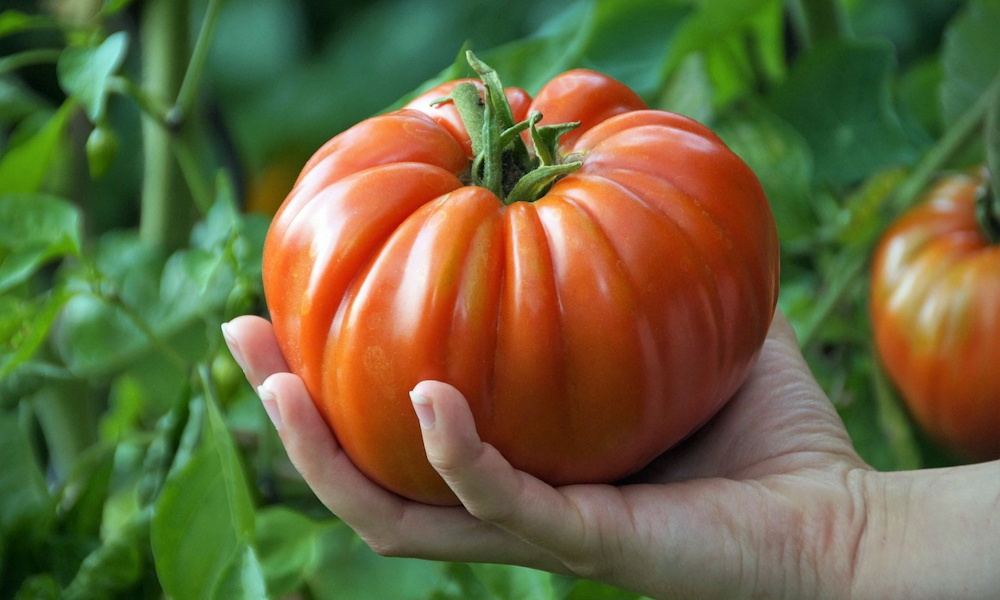 The Dunning–Kruger Effect in the Garden