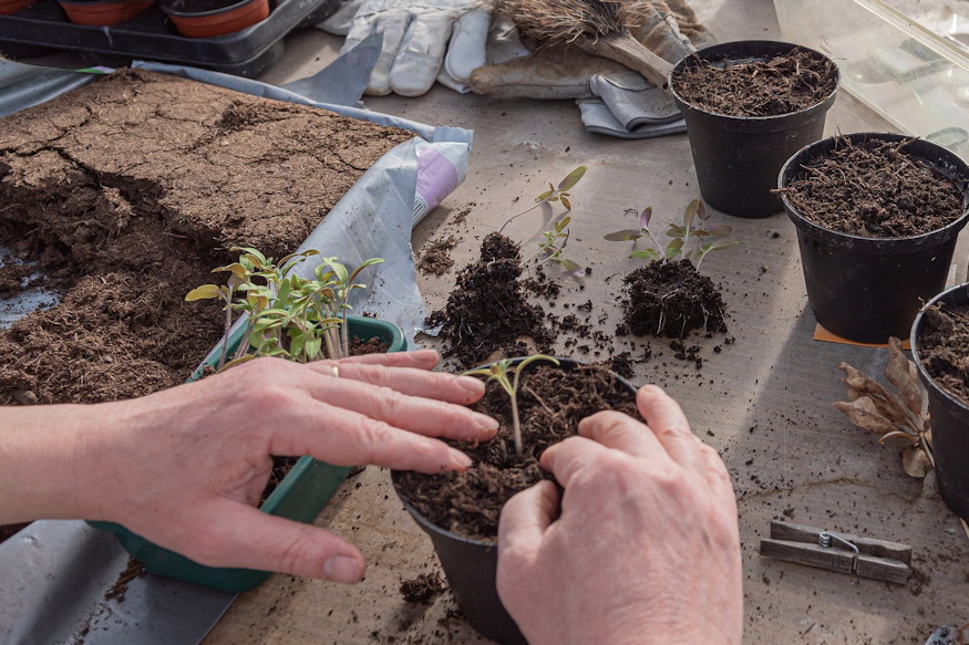 The Dunning–Kruger Effect in the Garden