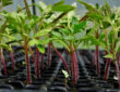 Mastering Tomato Seedling Growth
