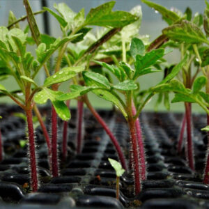Mastering Tomato Seedling Growth