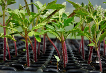 Mastering Tomato Seedling Growth