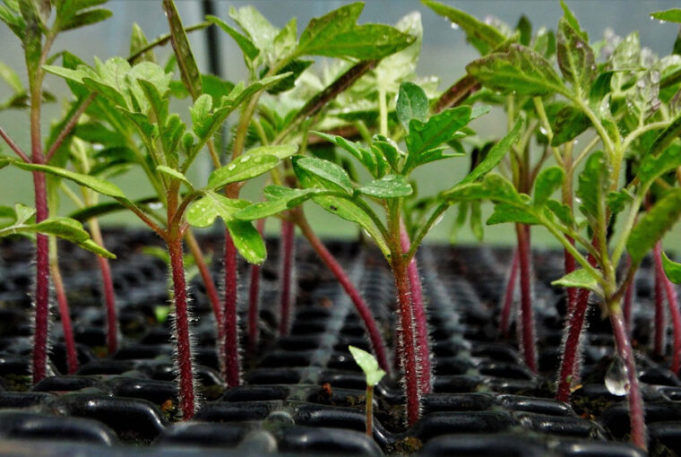 Mastering Tomato Seedling Growth