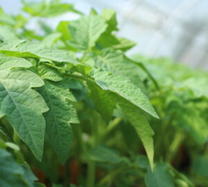 Tomato Troubles: Top 11 Mistakes