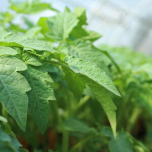 Tomato Troubles: Top 11 Mistakes