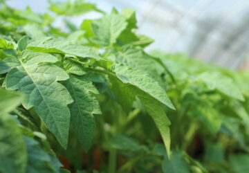 Tomato Troubles: Top 11 Mistakes