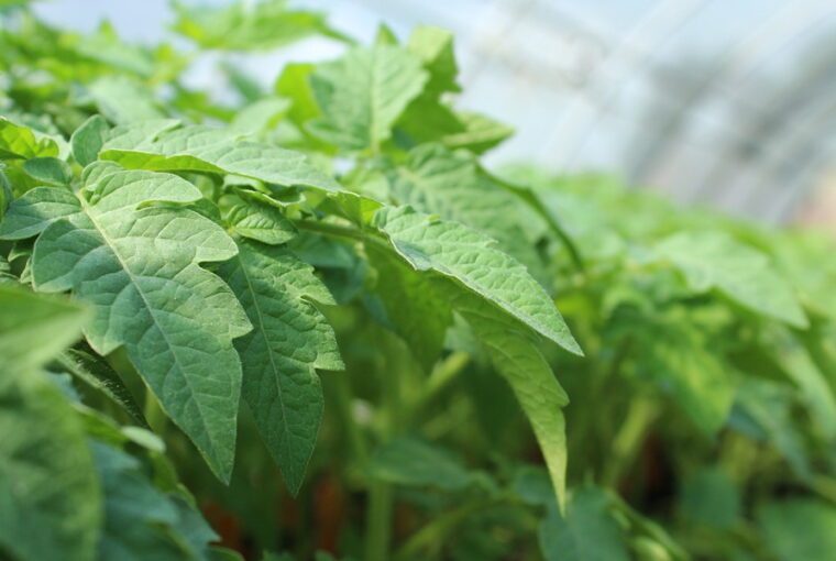 Tomato Troubles: Top 11 Mistakes