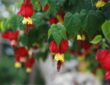 Trailing Abutilon: The Graceful Bloomer That Brings a Touch of Brazil to Your Garden