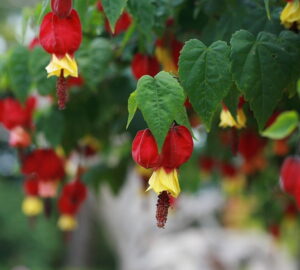 Trailing Abutilon: The Graceful Bloomer That Brings a Touch of Brazil to Your Garden