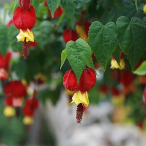Trailing Abutilon: The Graceful Bloomer That Brings a Touch of Brazil to Your Garden