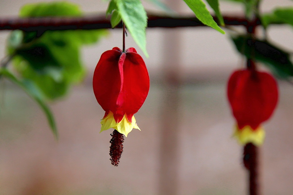Trailing Abutilon: The Graceful Bloomer That Brings a Touch of Brazil to Your Garden