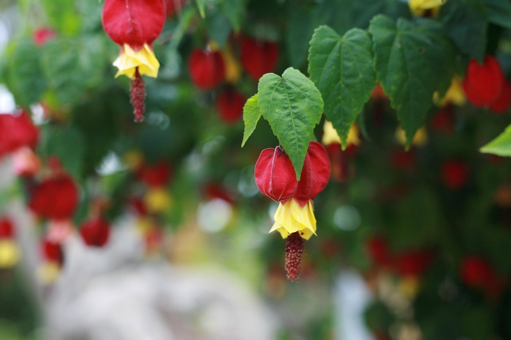 Trailing Abutilon: The Graceful Bloomer That Brings a Touch of Brazil to Your Garden