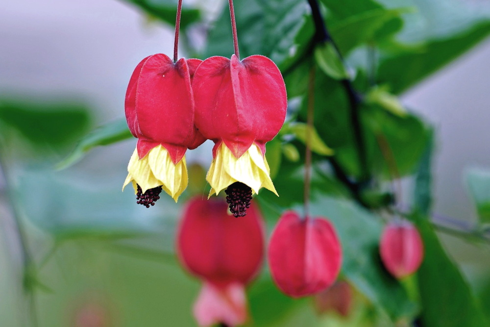 Trailing Abutilon: The Graceful Bloomer That Brings a Touch of Brazil to Your Garden
