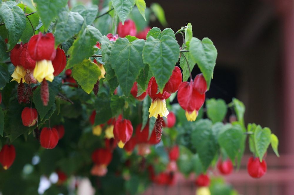 Trailing Abutilon: The Graceful Bloomer That Brings a Touch of Brazil to Your Garden