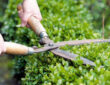 Trimming Hedges: Tips for Novice Gardeners